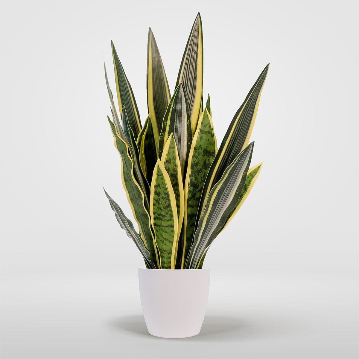 Sansevieria