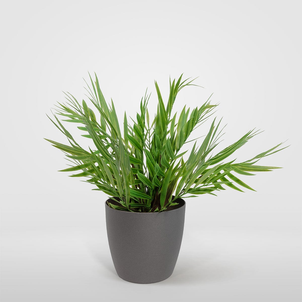 Palmera