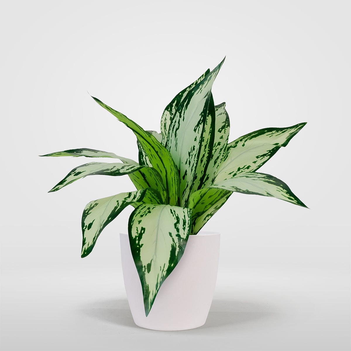 Dieffenbachia Camila