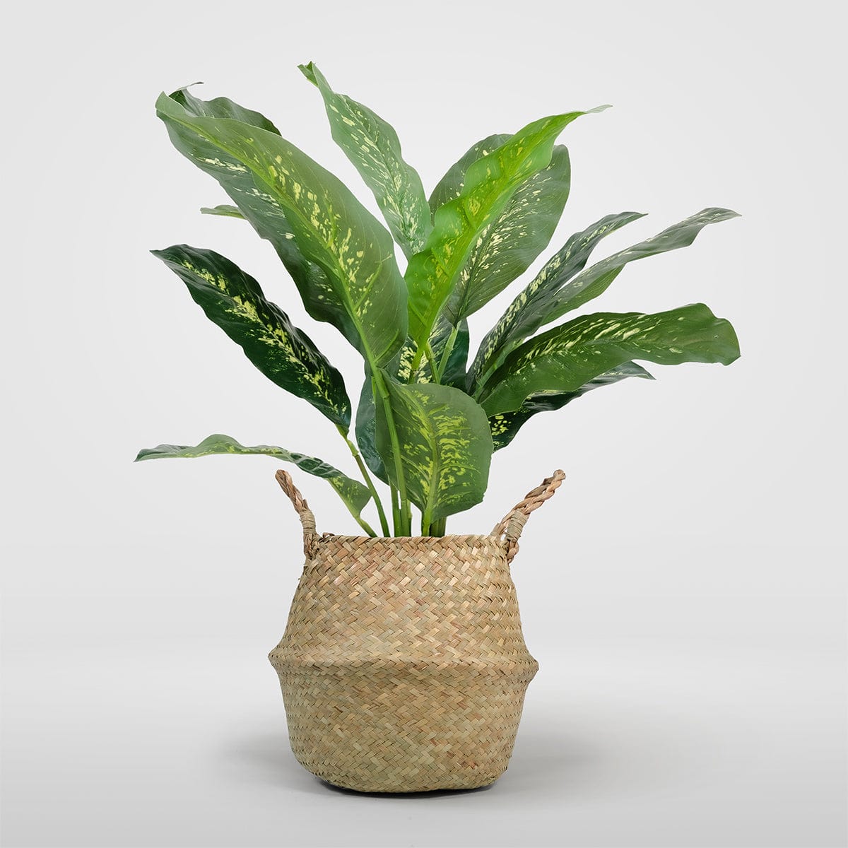 Dieffenbachia