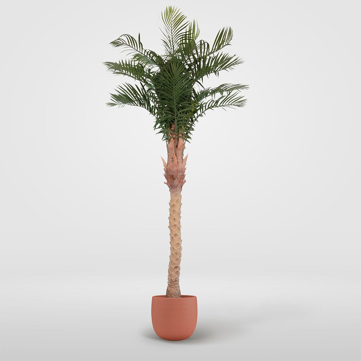 Palmera Phoenix