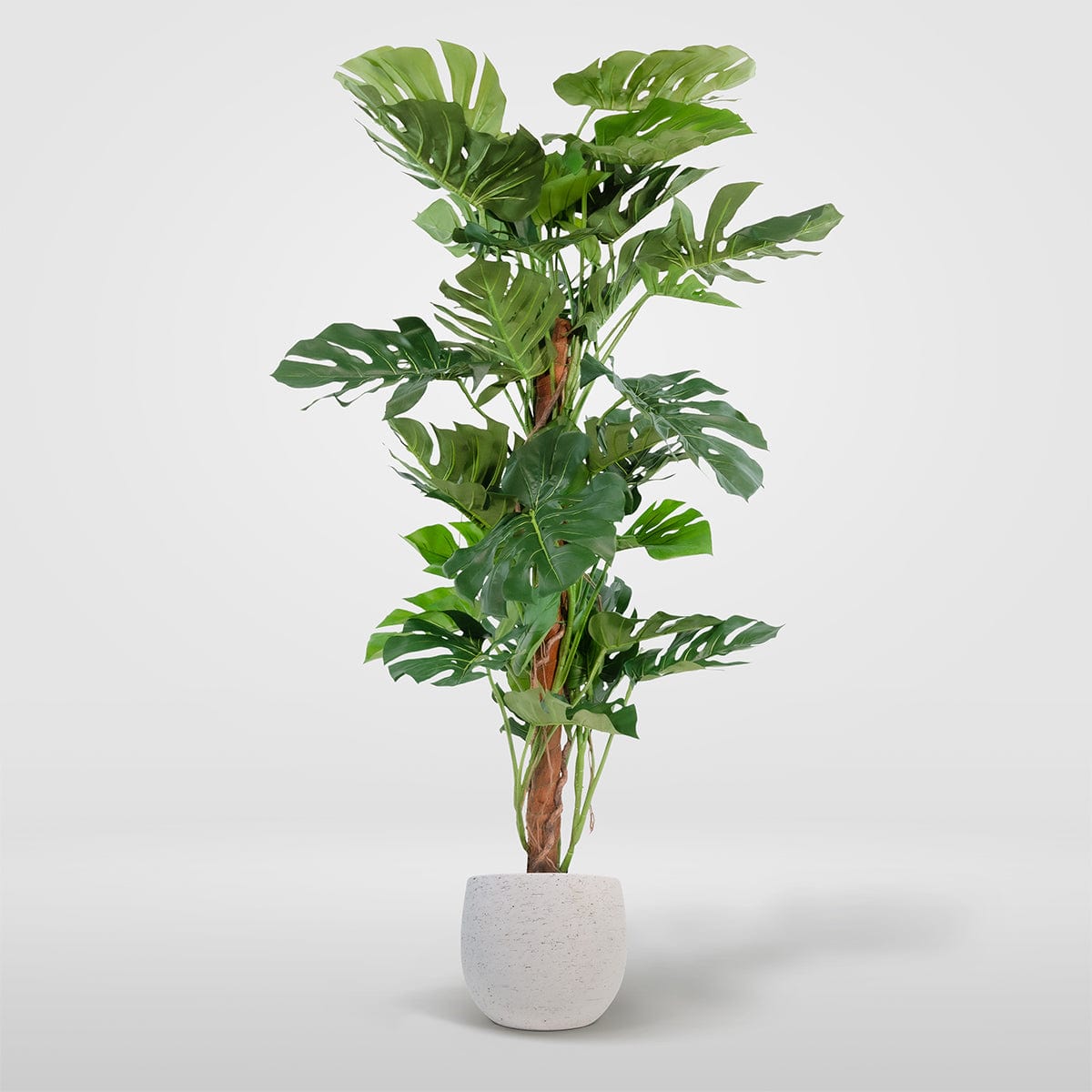 Monstera Tutor Exclusive