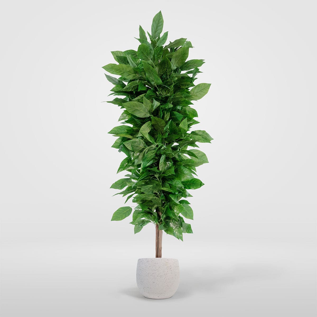 Mango tree