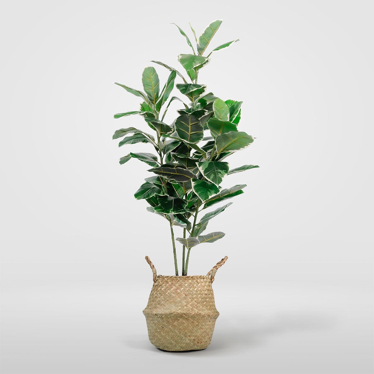 Ficus Elastica