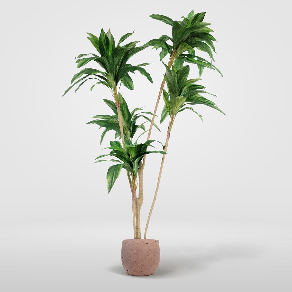 Dracena Verde Imperial