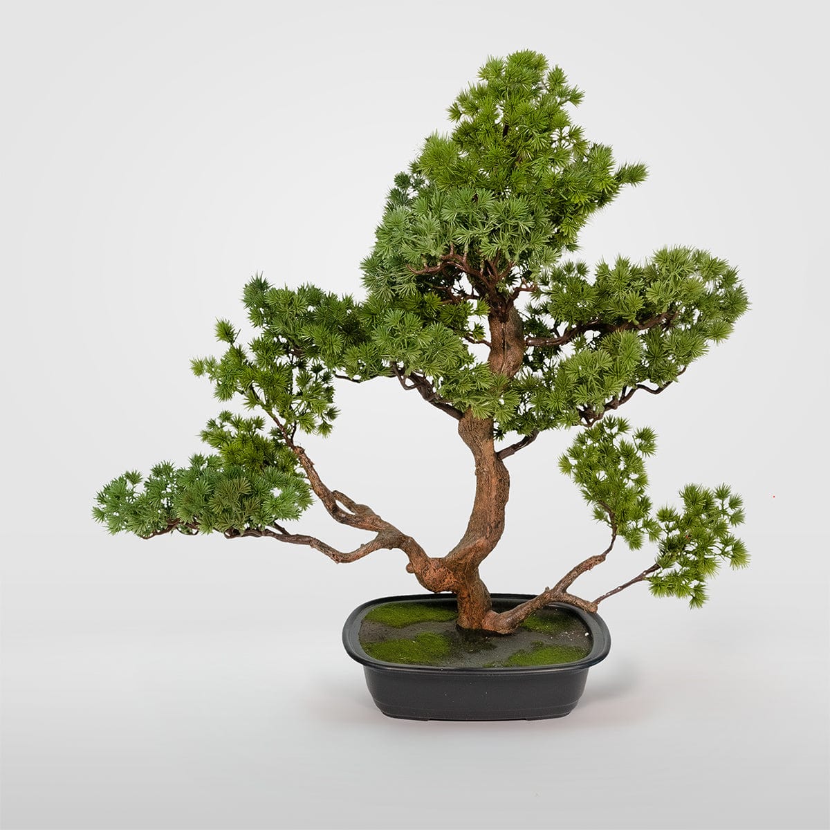 Bonsai