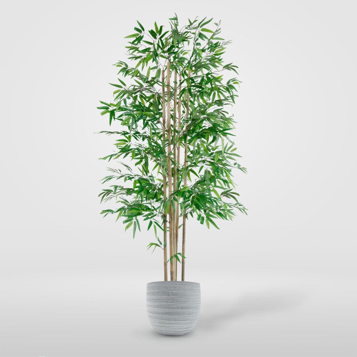Albero di bambù