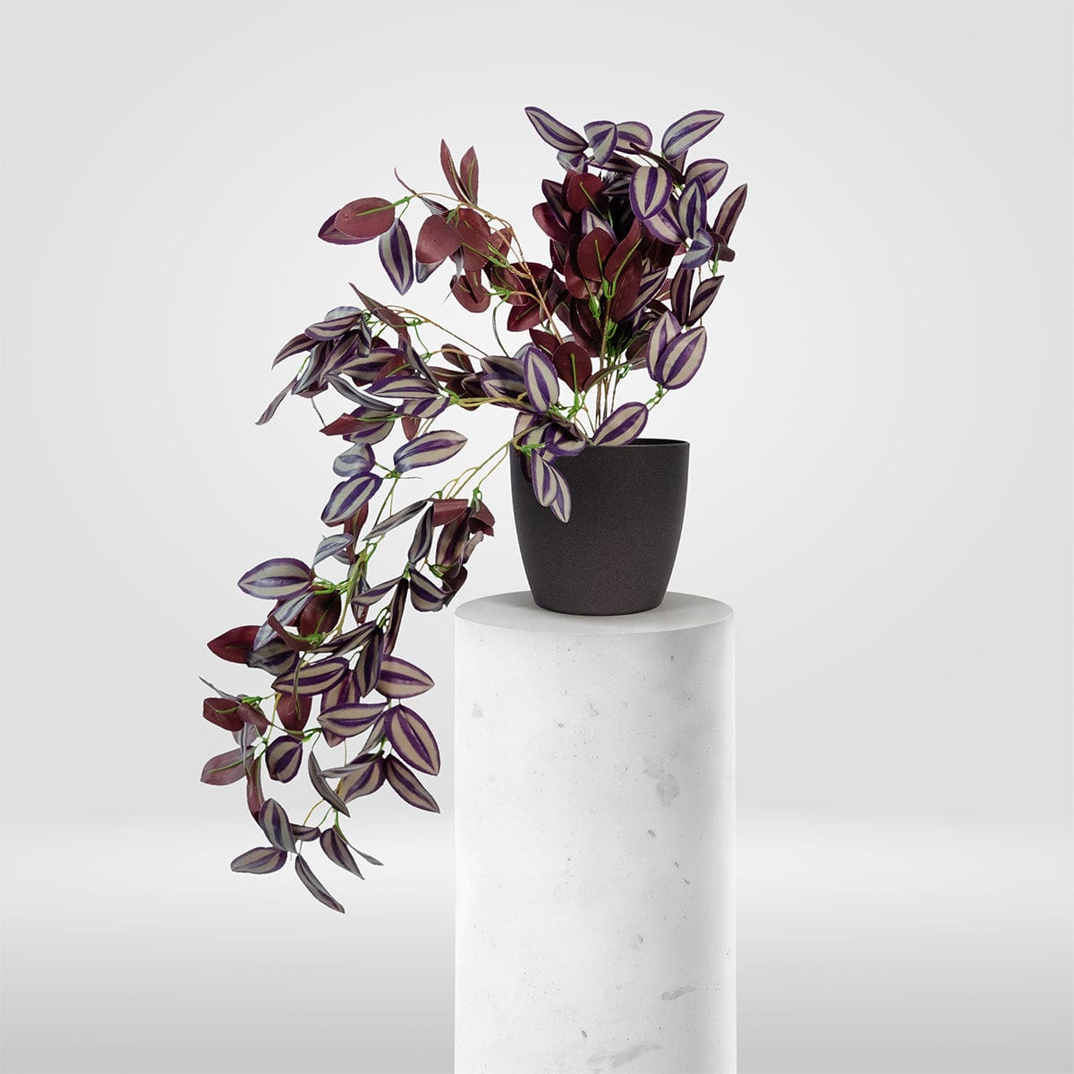 Tradescantia Colgante