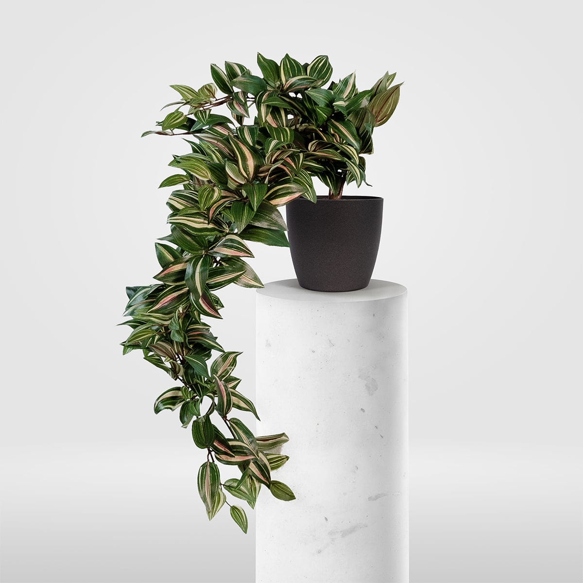 Tradescantia Colgante