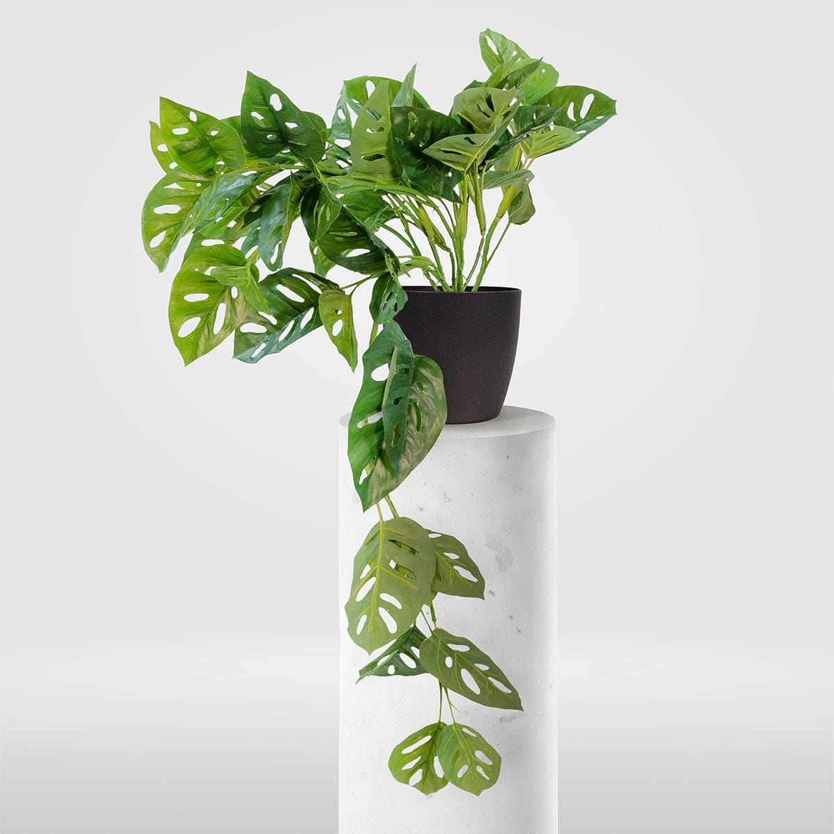 Monstera Colgante