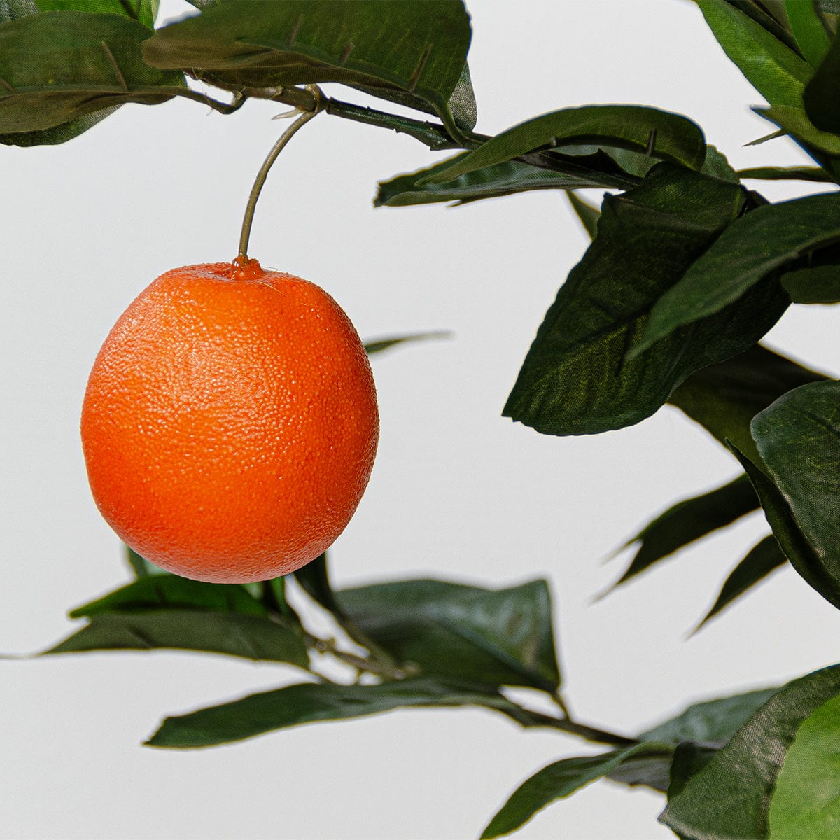 Árbol Naranjo