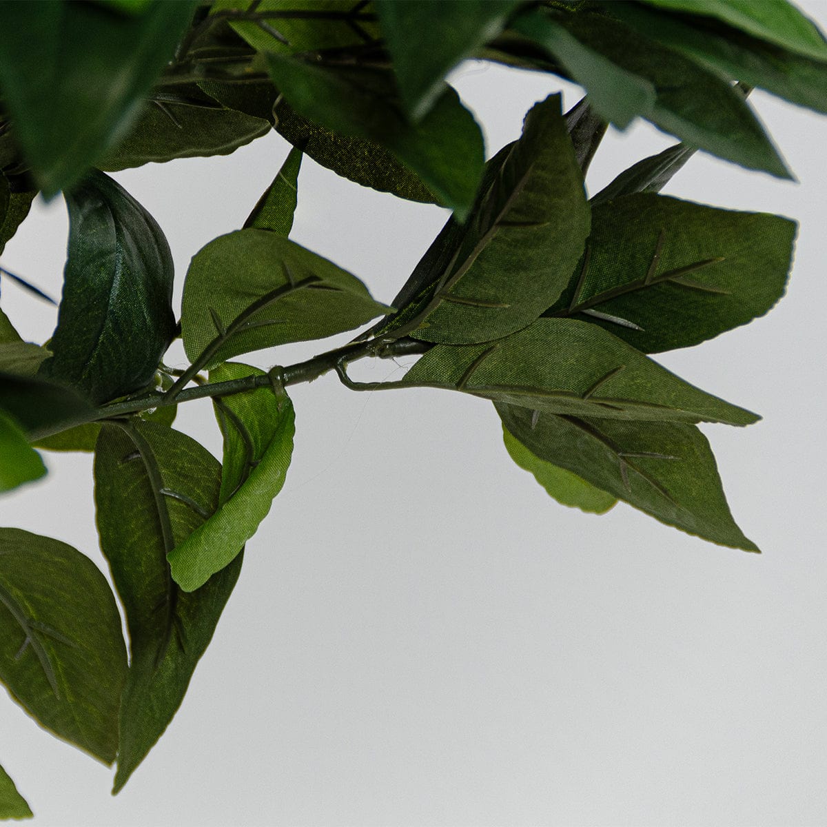 Árbol Naranjo