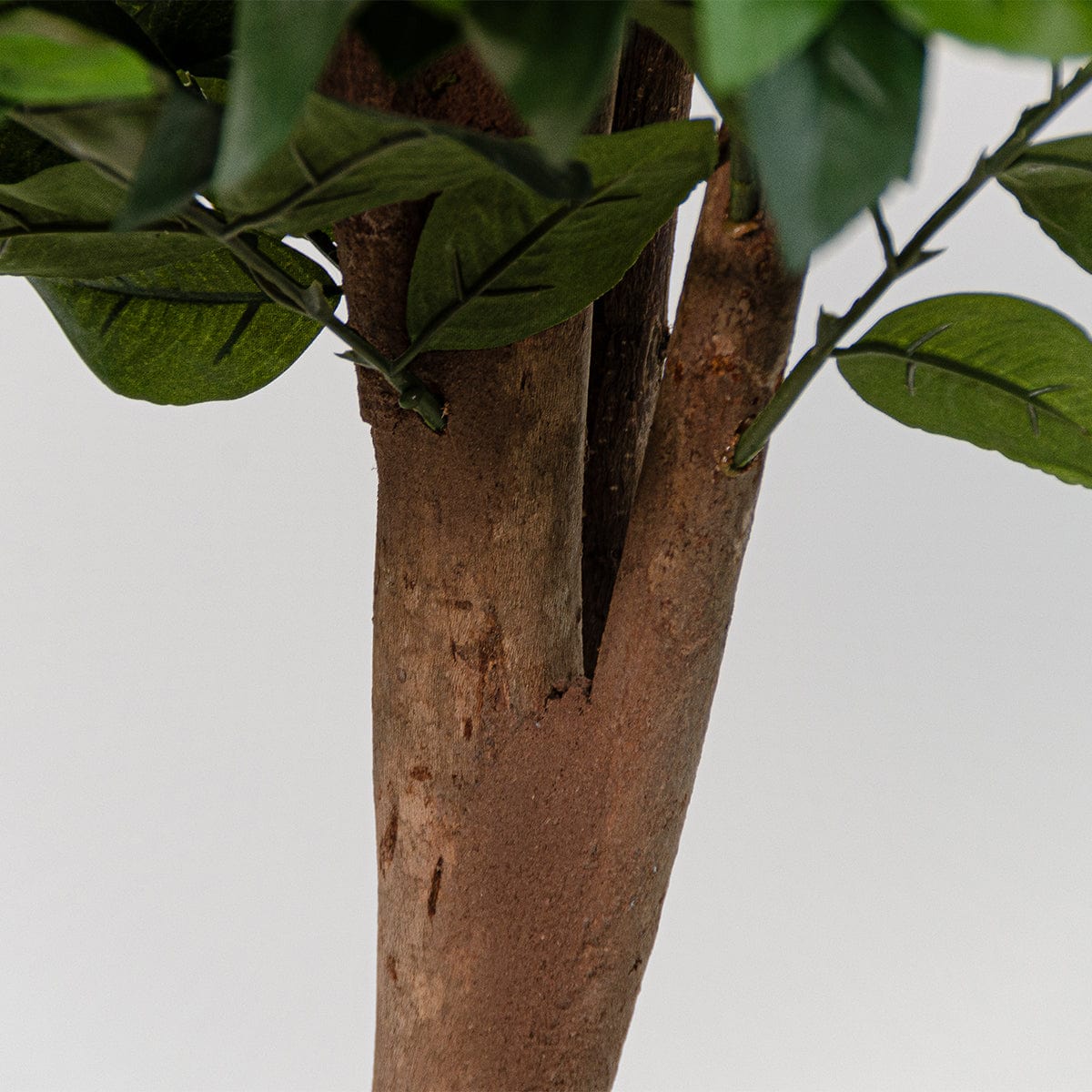 Árbol Naranjo