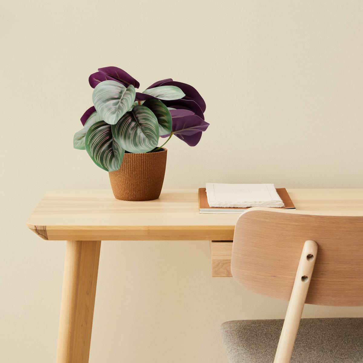 Calathea mini