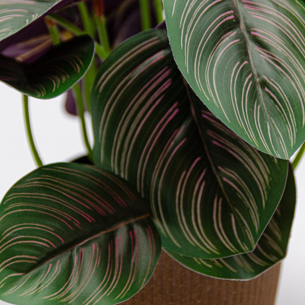 Calathea mini