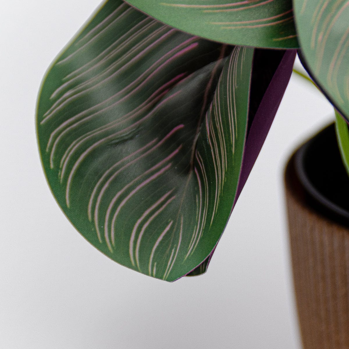 Calathea mini