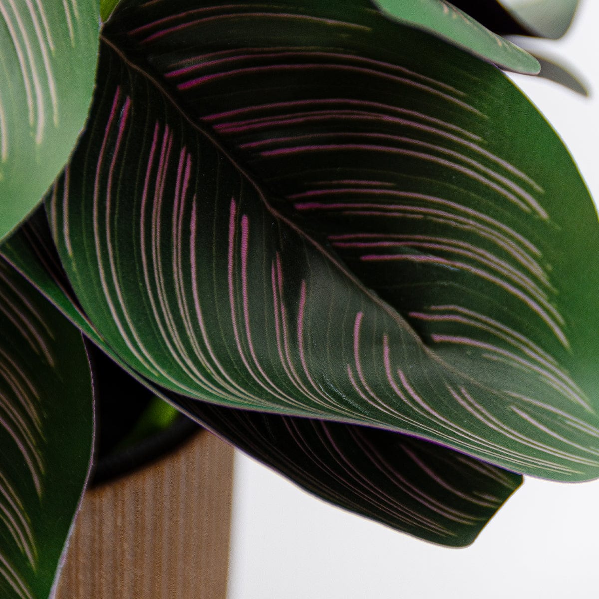 Calathea mini