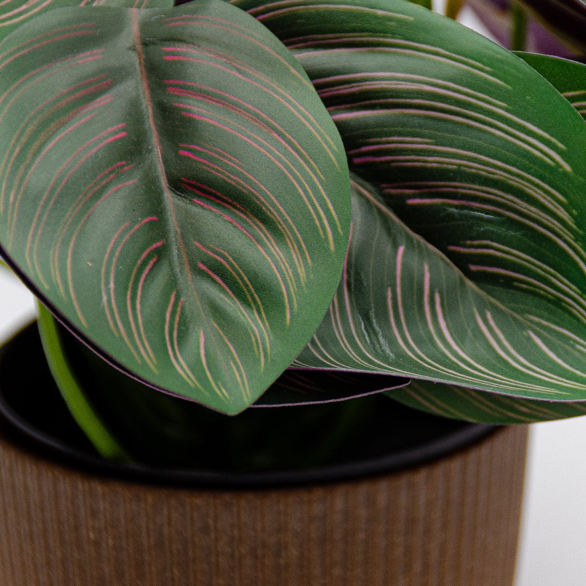 Calathea mini