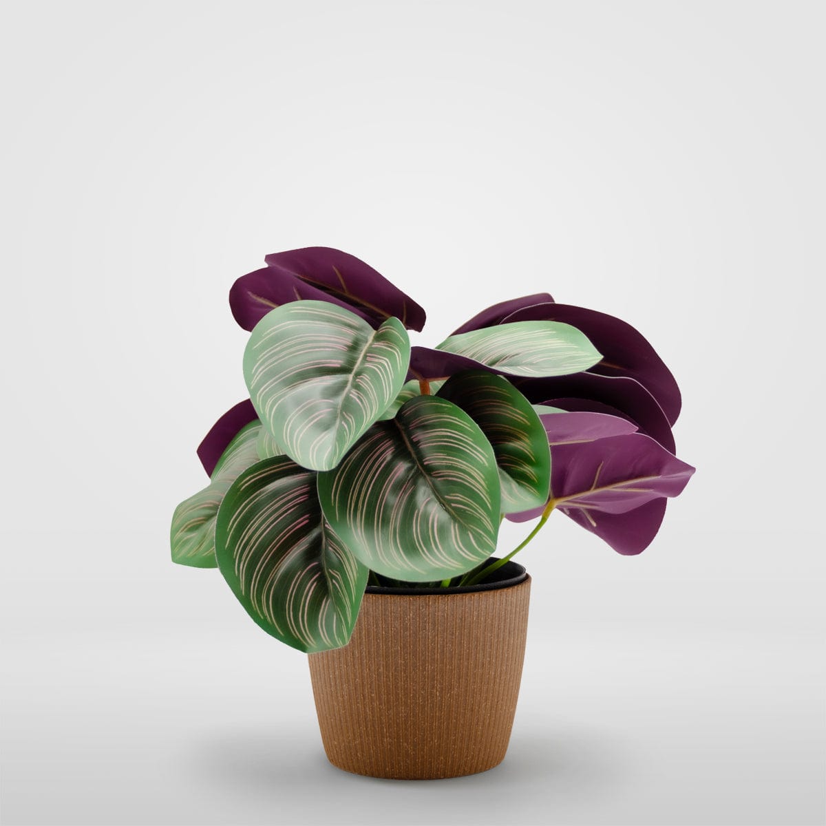 Calathea mini