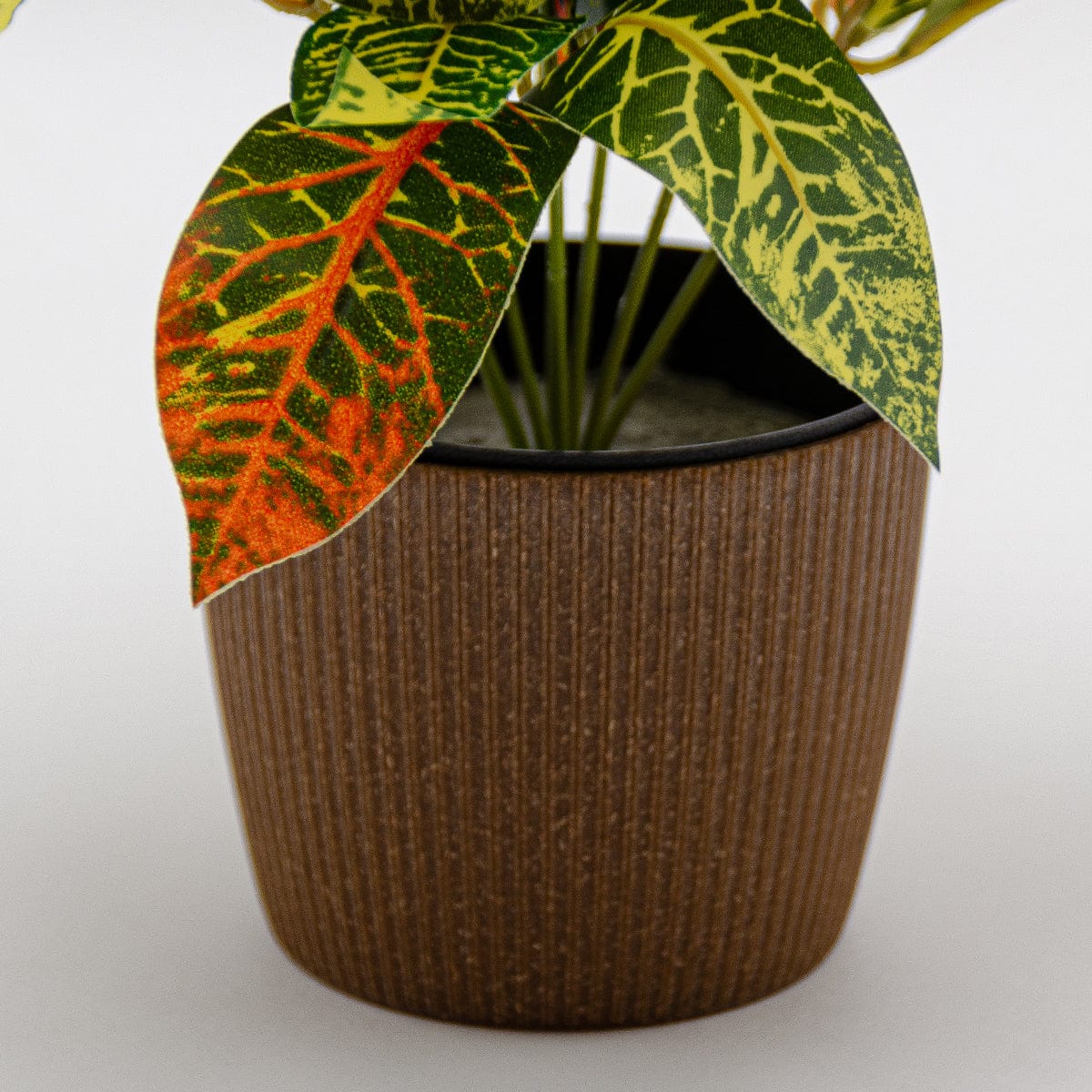 Croton mini