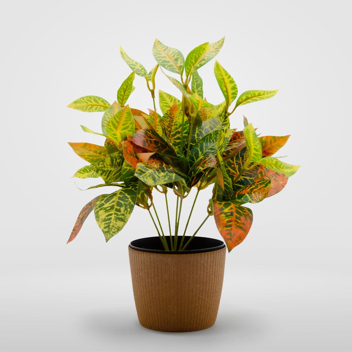 Croton mini