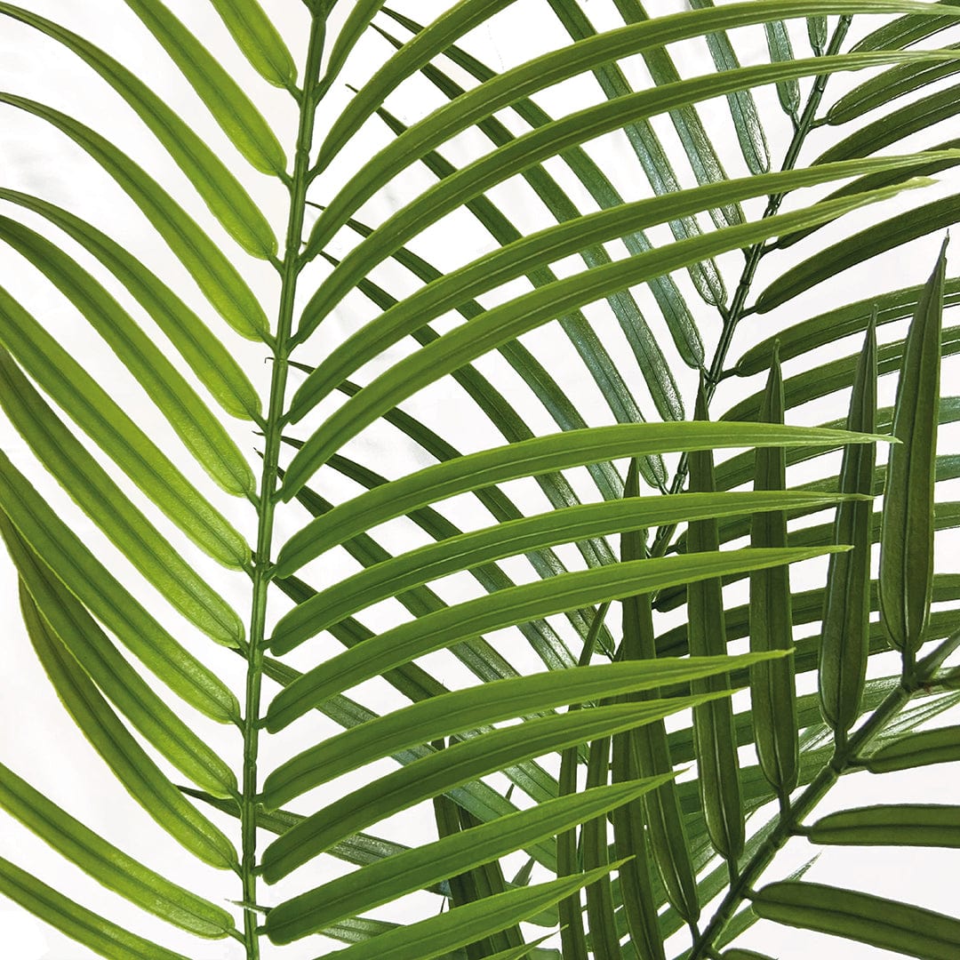 Palmera Amazonica