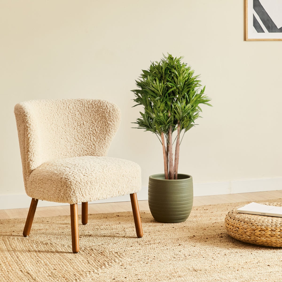 Dracena Orientale