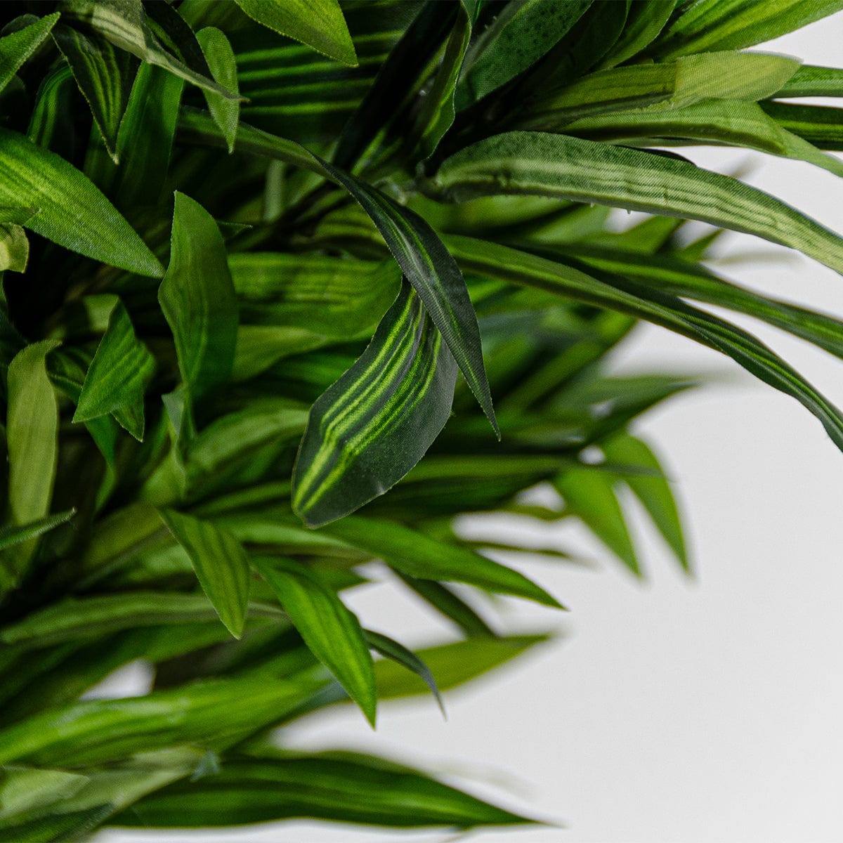 Dracena Orientale