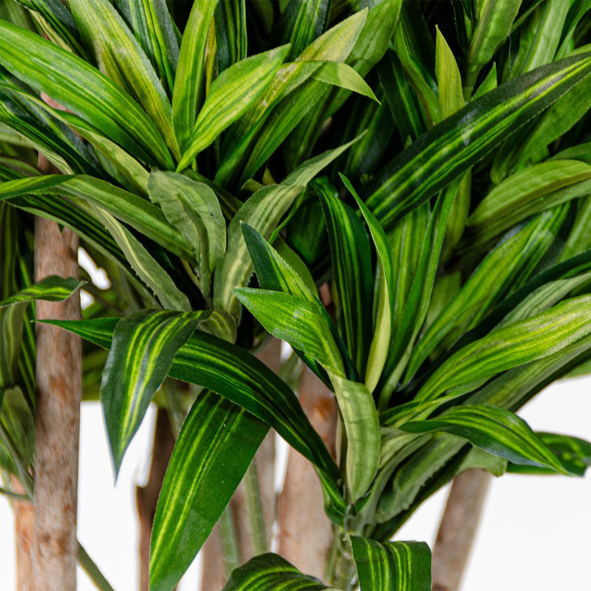 Dracena Orientale