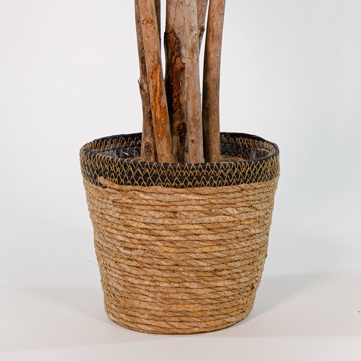 Dracena Orientale