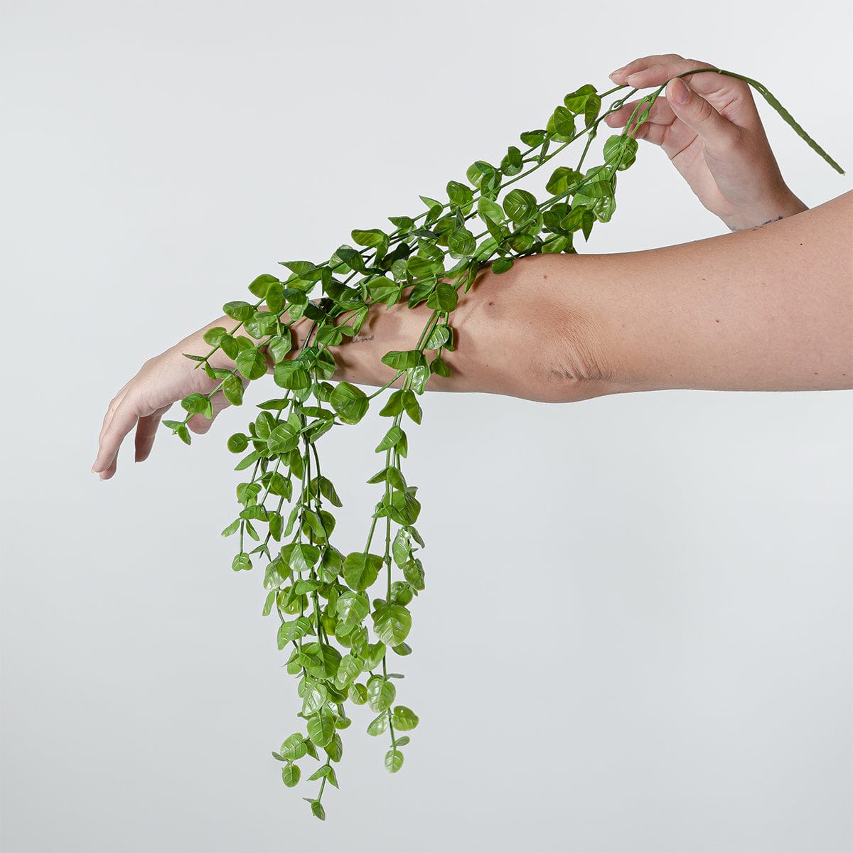 Eucalyptus