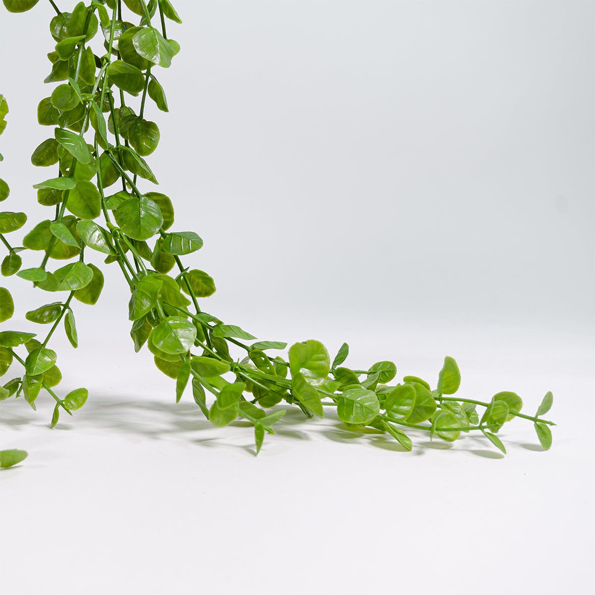 Eucalyptus