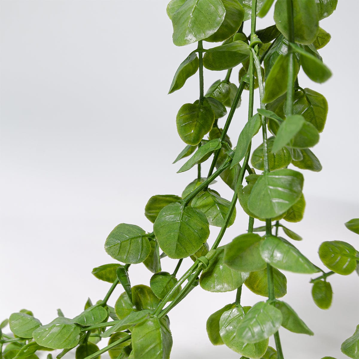 Eucalyptus