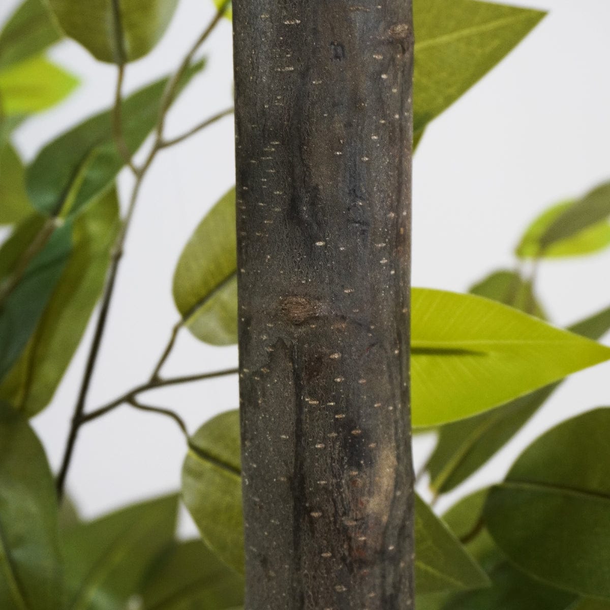 Ficus 2 copas