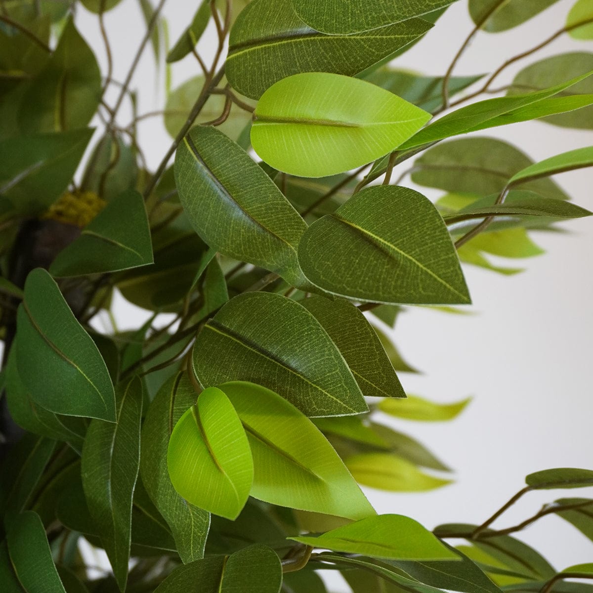 Ficus 3 copas