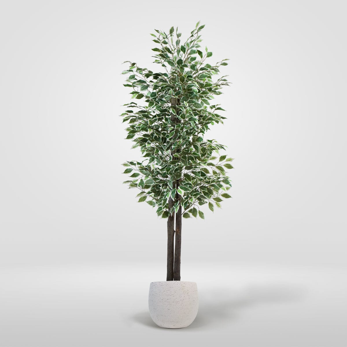Ficus Bicolor