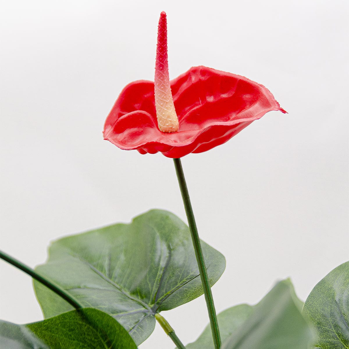 Anthurium