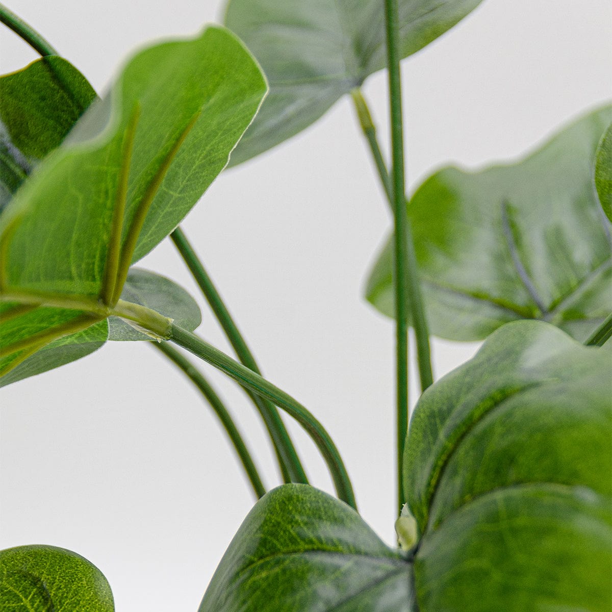 Anthurium