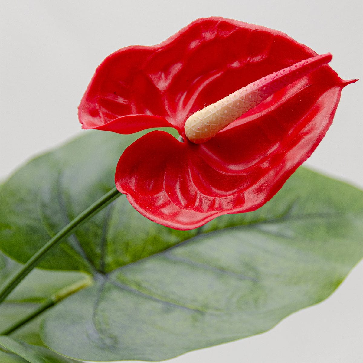 Anthurium
