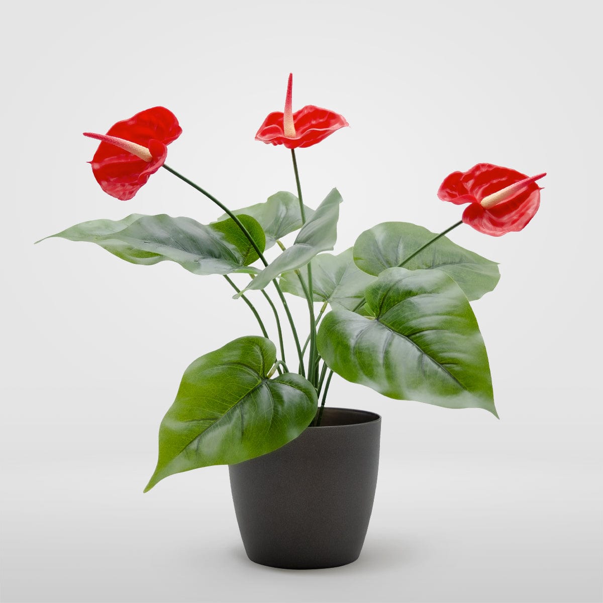 Anthurium