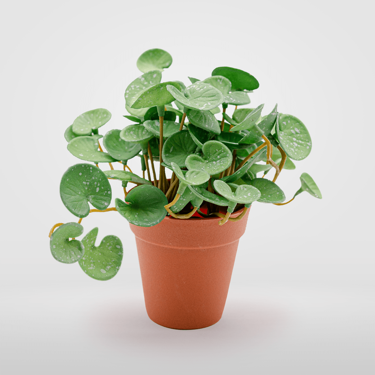 Pilea