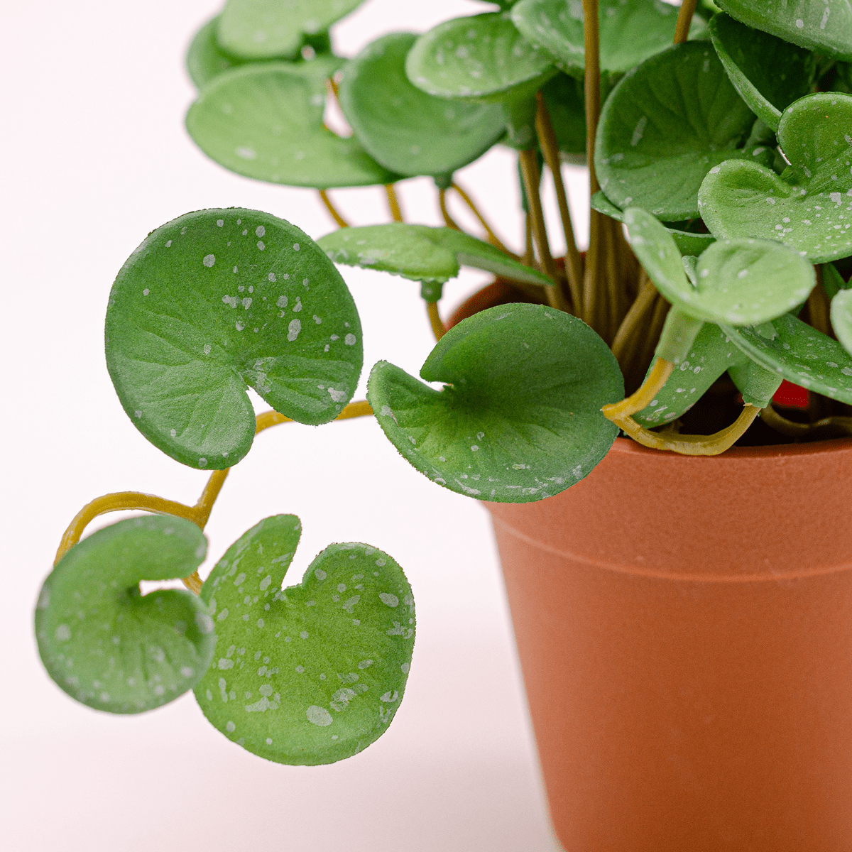 Pilea