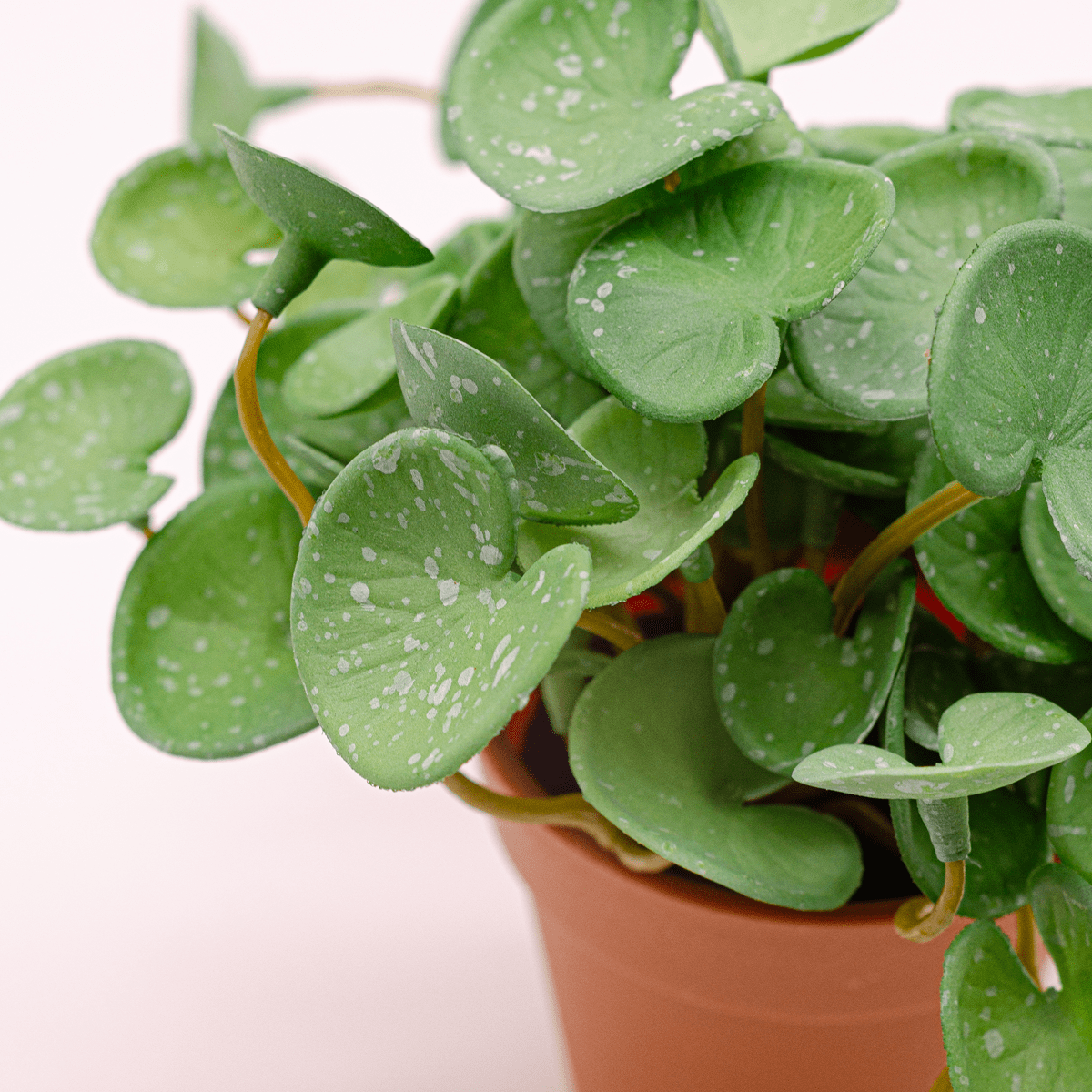 Pilea