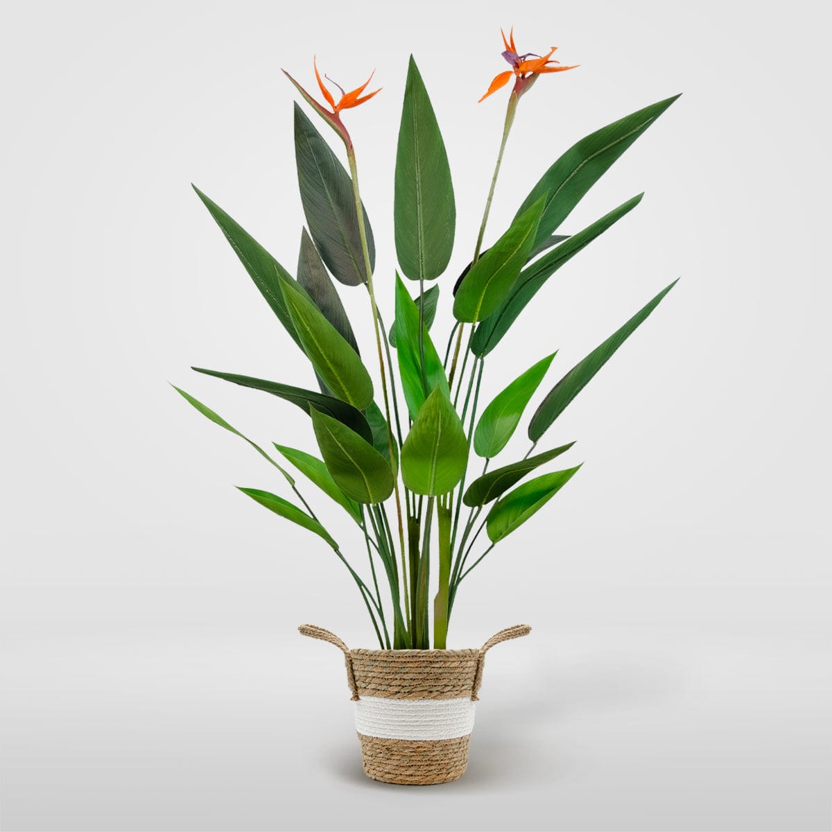 Strelitzia flor