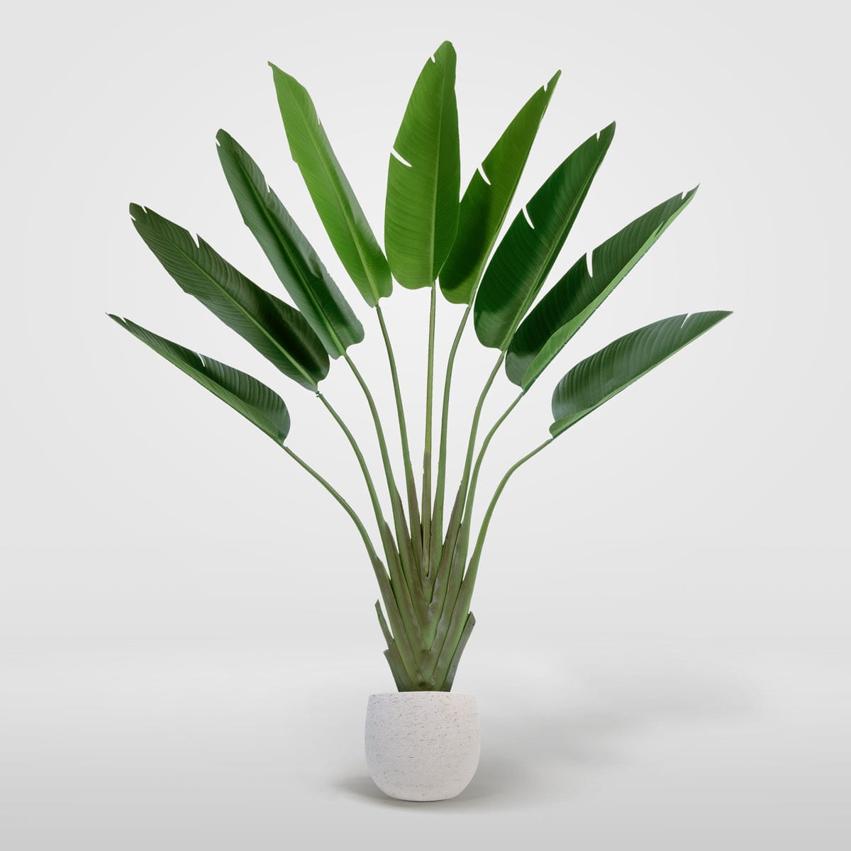Albero della Strelitzia