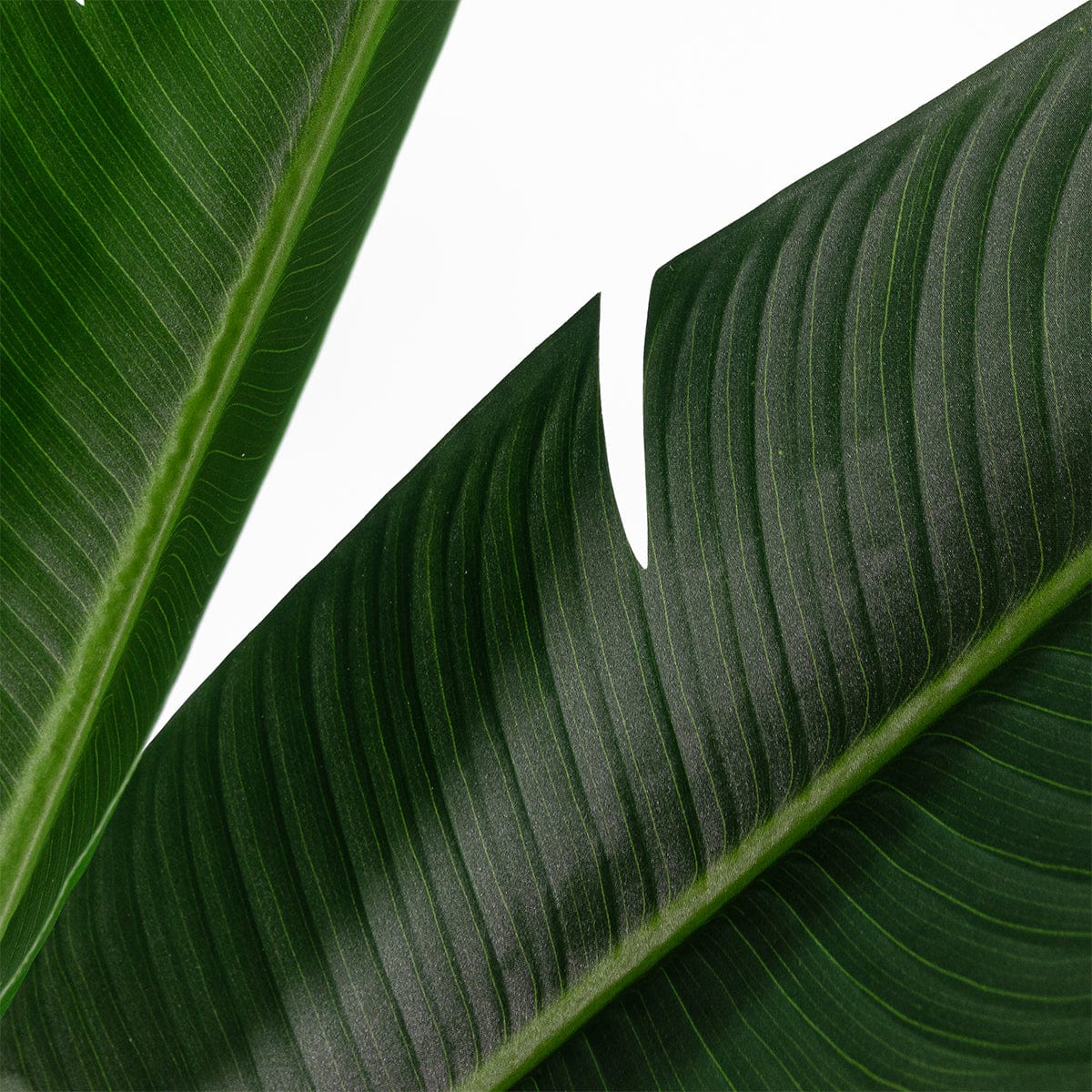 Albero della Strelitzia