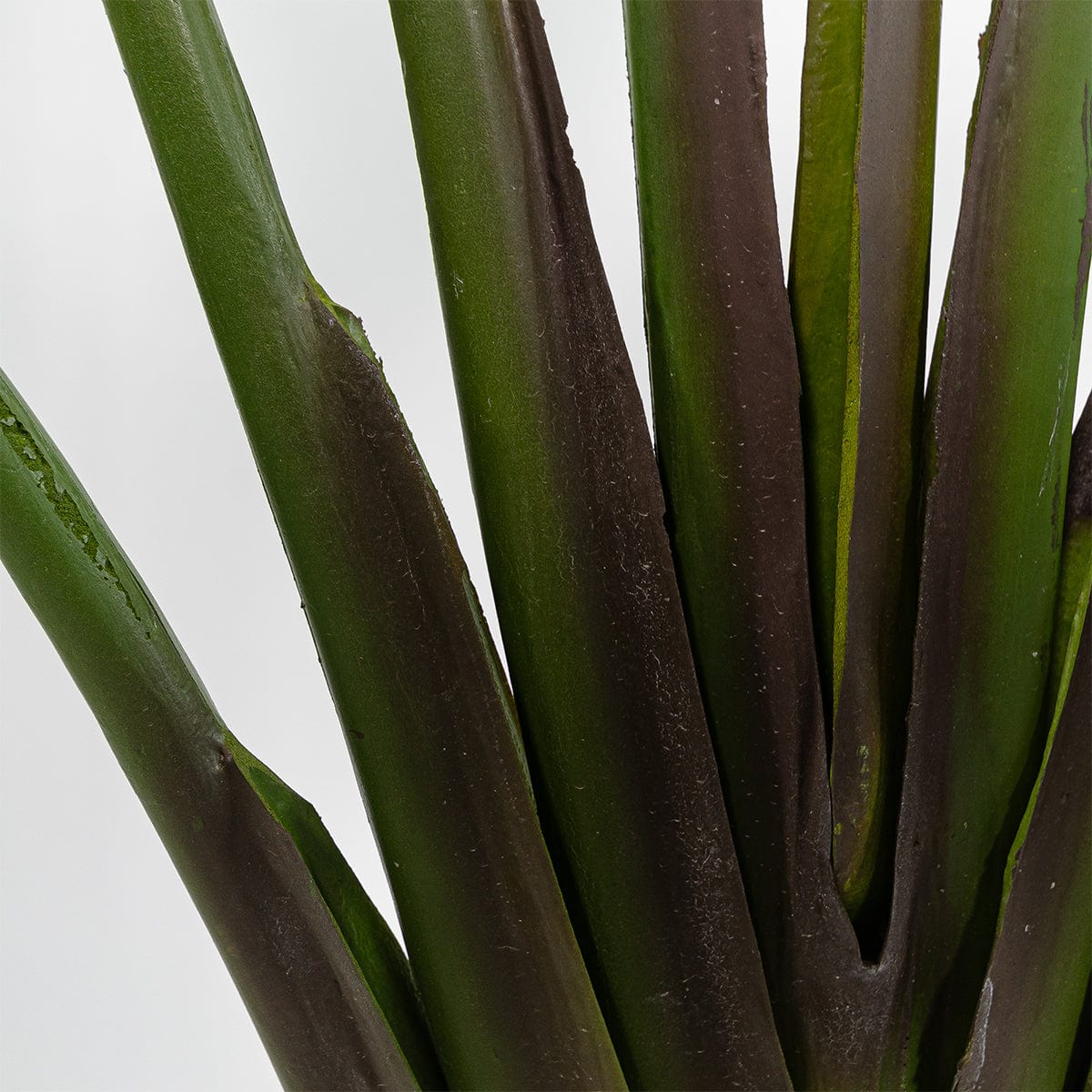 Albero della Strelitzia