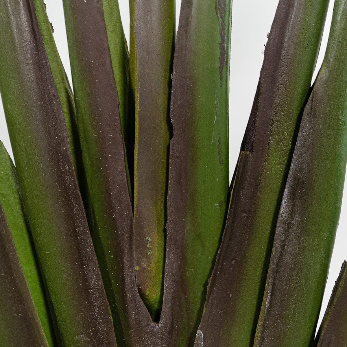 Albero della Strelitzia