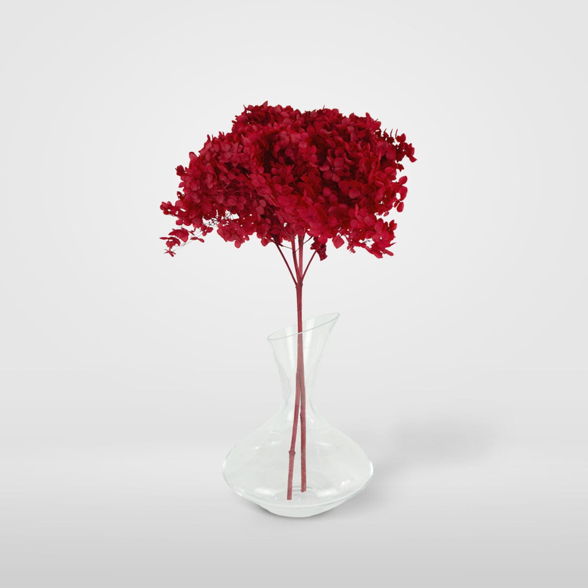 Ramo Hortensia Rojo