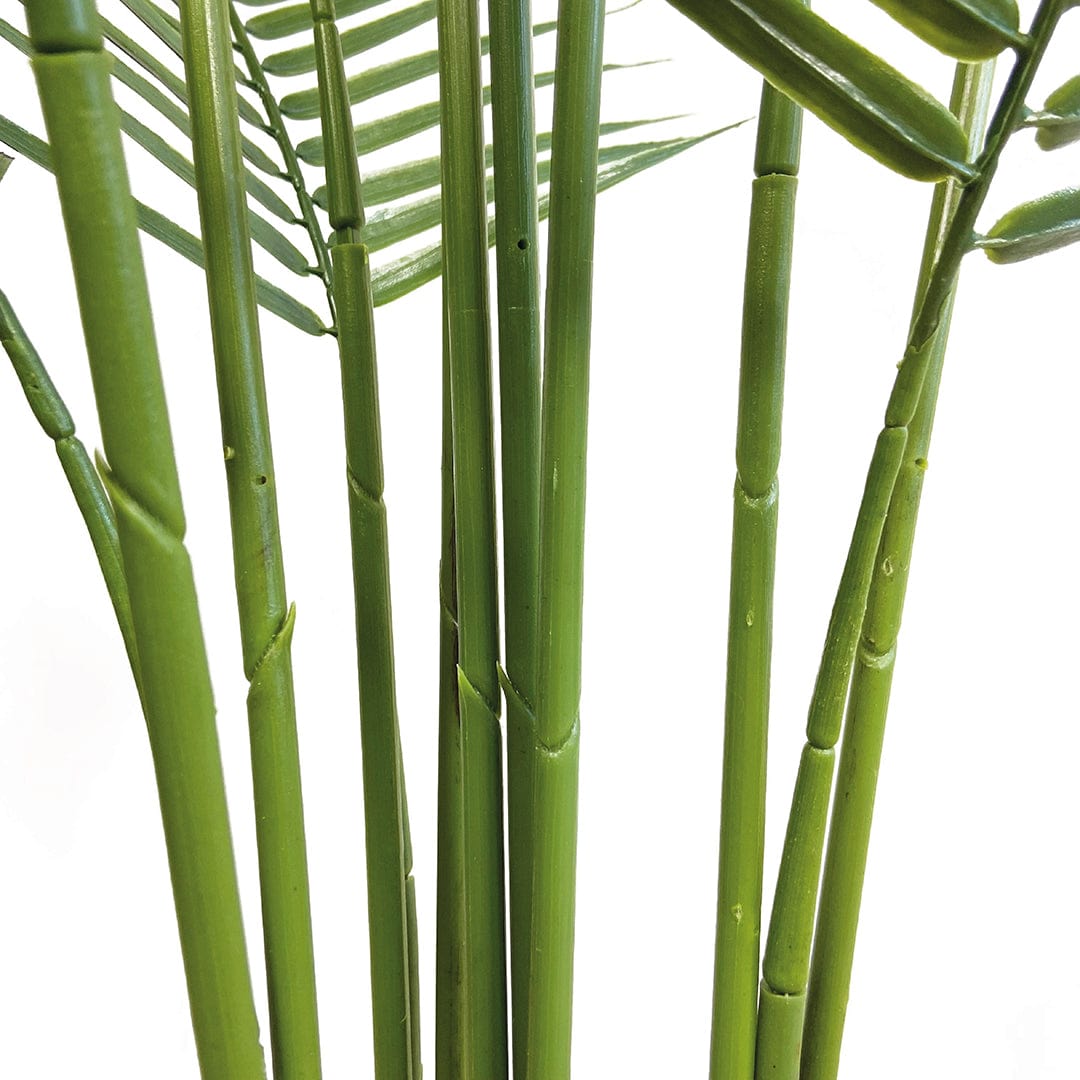 Palmera Amazonica